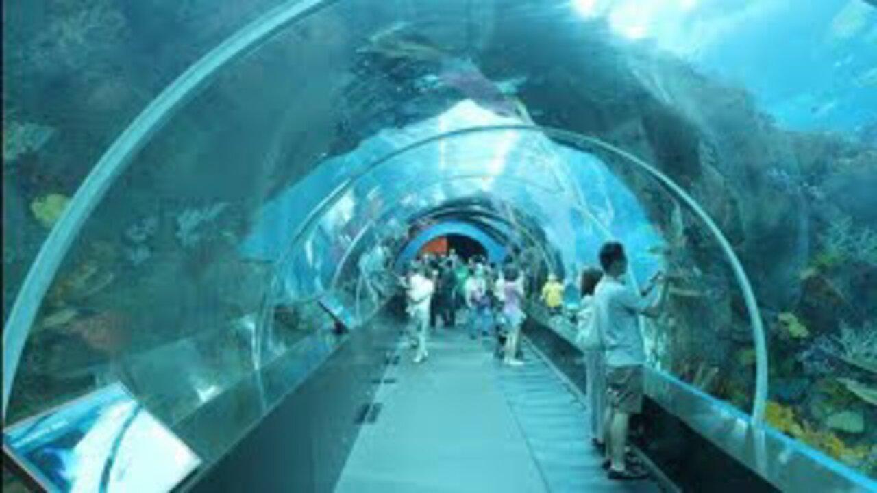 SEA Aquarium Singapore 2022 , Resorts World Sentosa