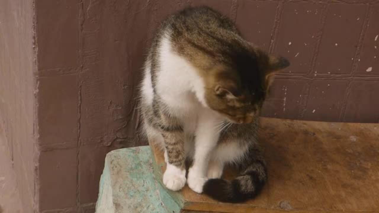 Beautiful cat cat videos