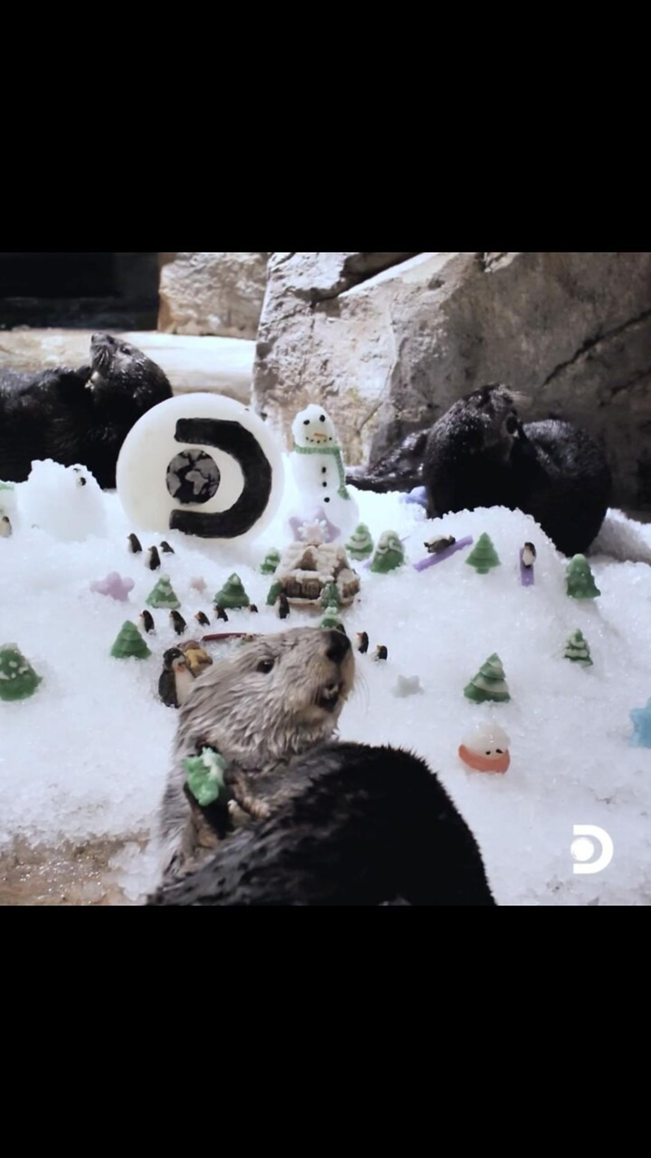 The sea otters at the aquarium are getting into the holiday spirit! 🦦☃️🎁