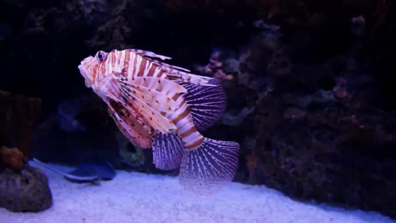 Beautiful fishes and so cute animals neturels video