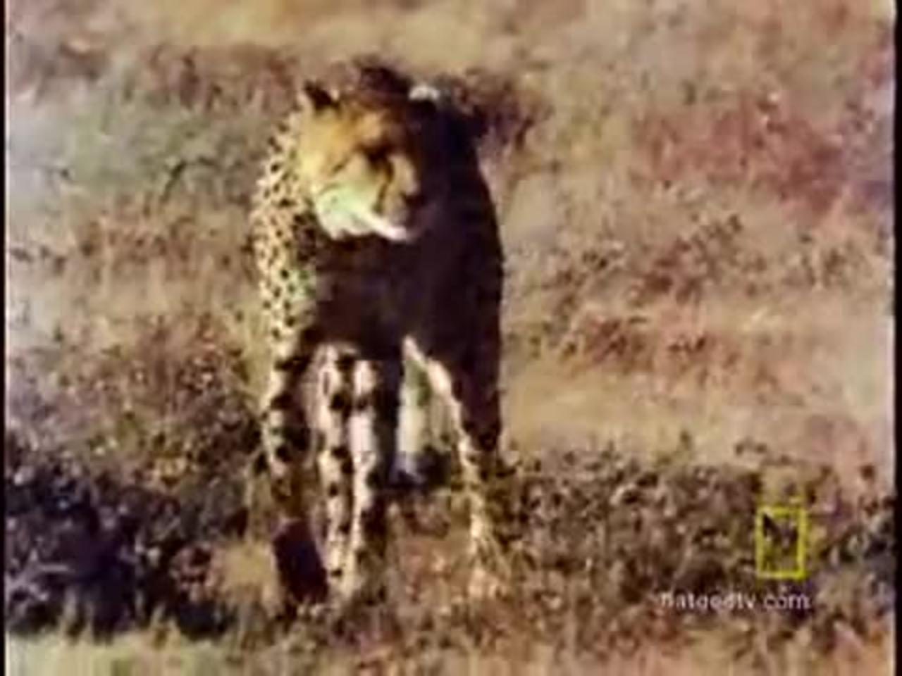 Lives of Cheetahs  Fast and Furious