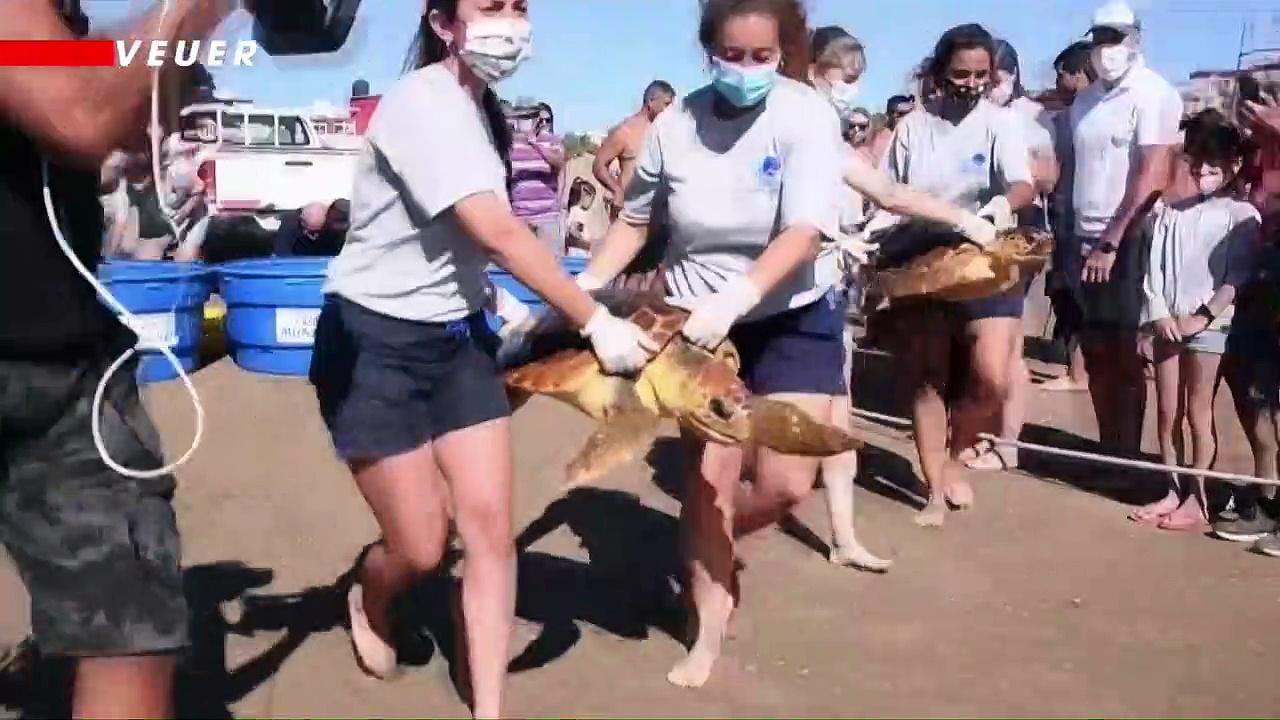 Sea Turtles Returned to the Wild After Rescuers Extract 10 Types of Plastic From Inside Them