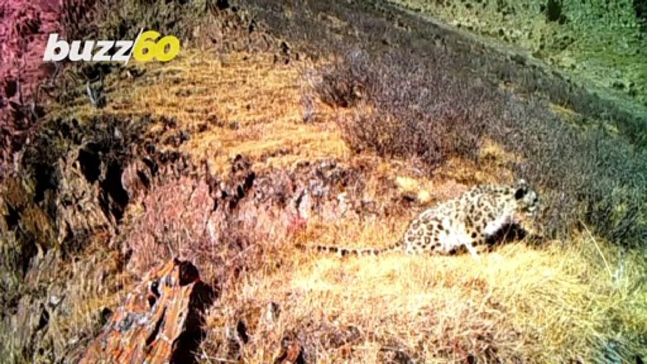 Snow Way! Researchers in Tibet Capture Footage of Rare Snow Leopards!