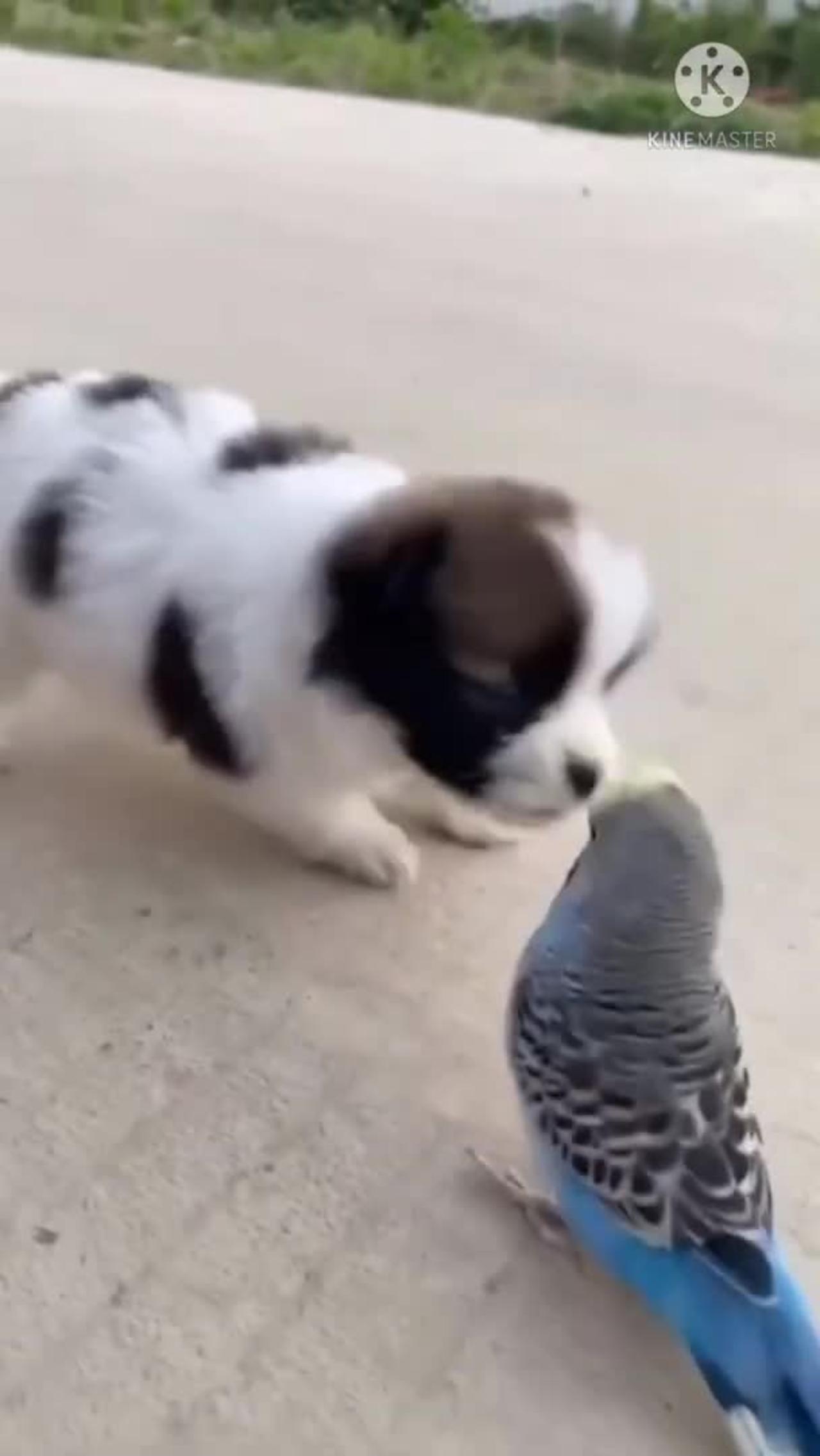 Cute dog playing by cute bird