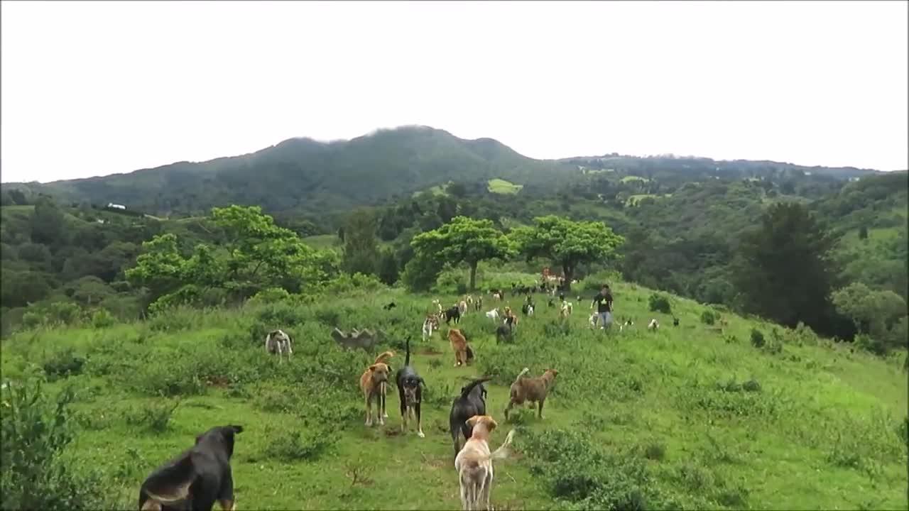 Territorial de zaguates ,Land of the strays, Dog rescue ranch sanctuary in Costa Rica.