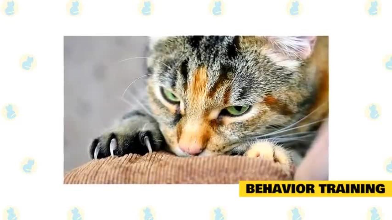 How to behave with our cats , Basic cat training tips .