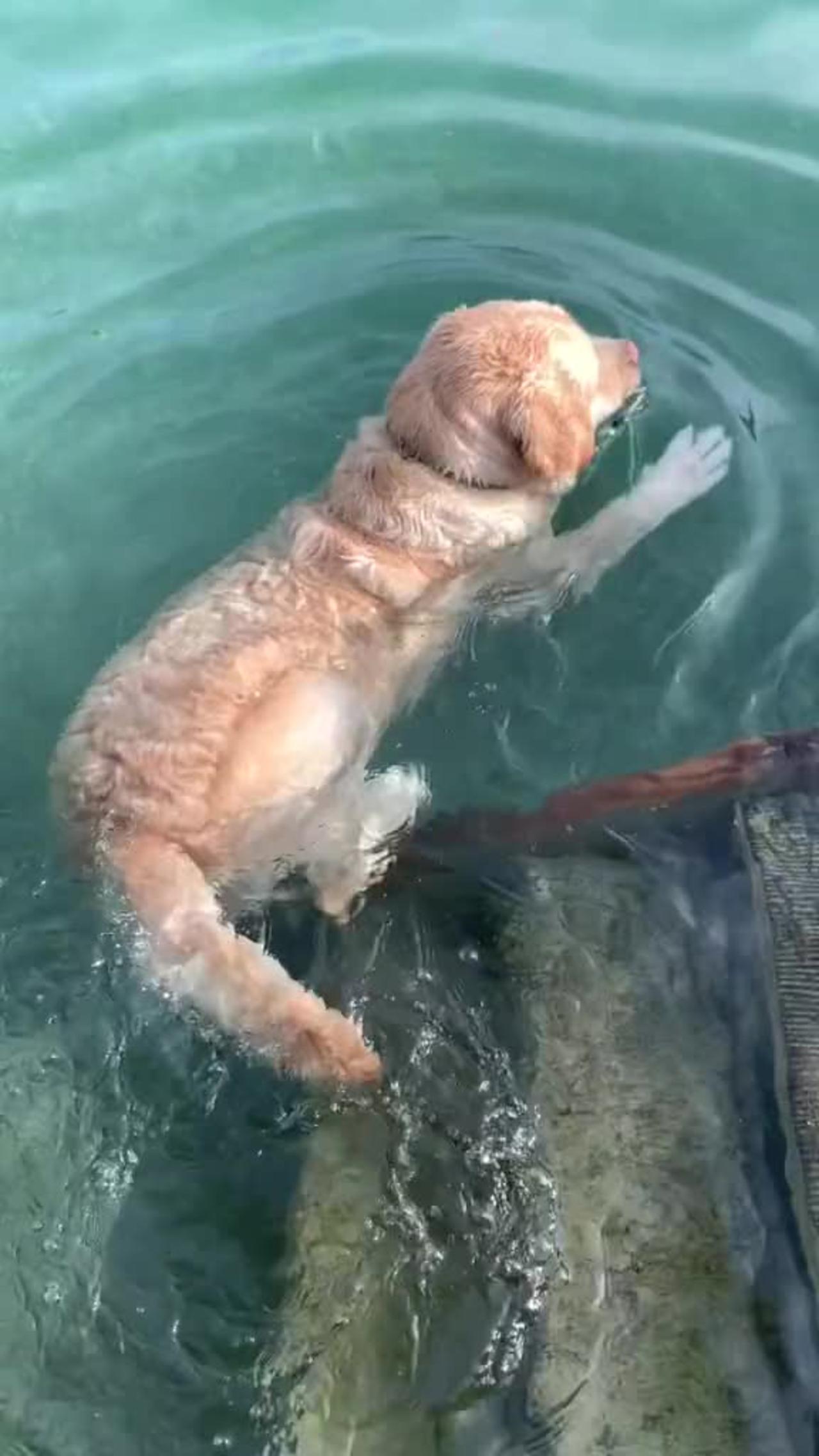 Talented dog flawlessly performs various water tricks