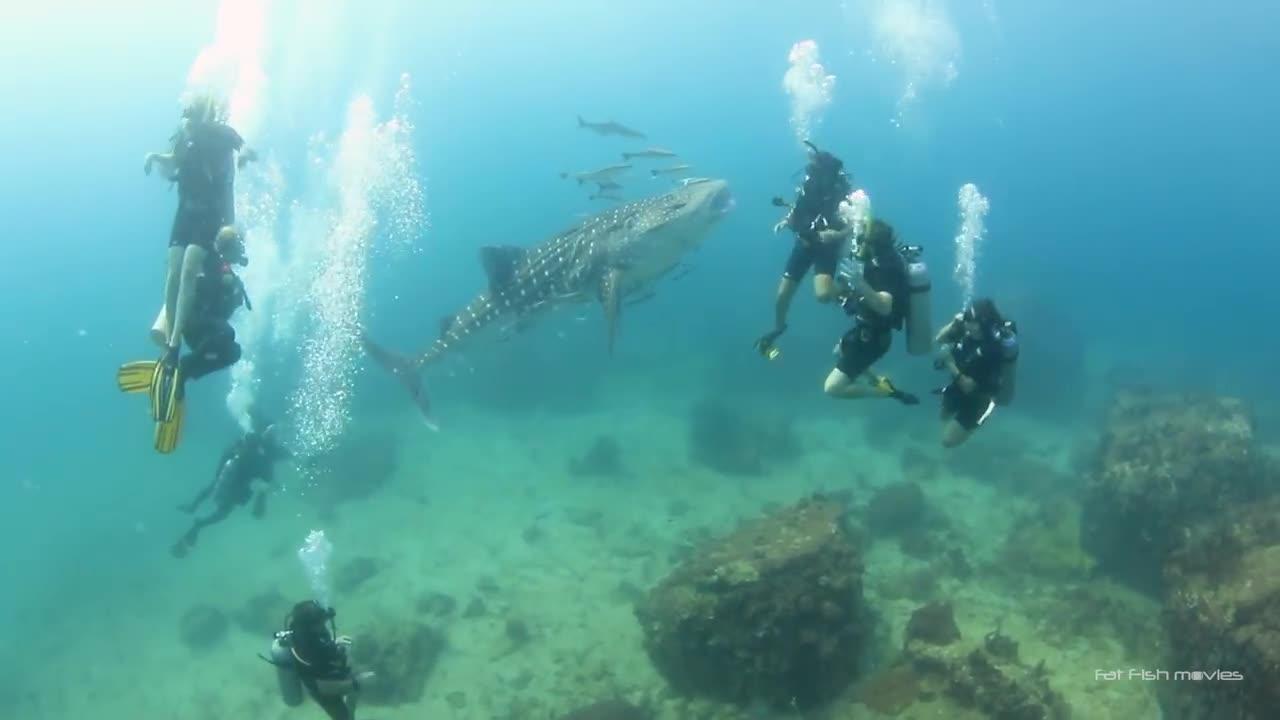scuba diver is amused when shark scares his brother