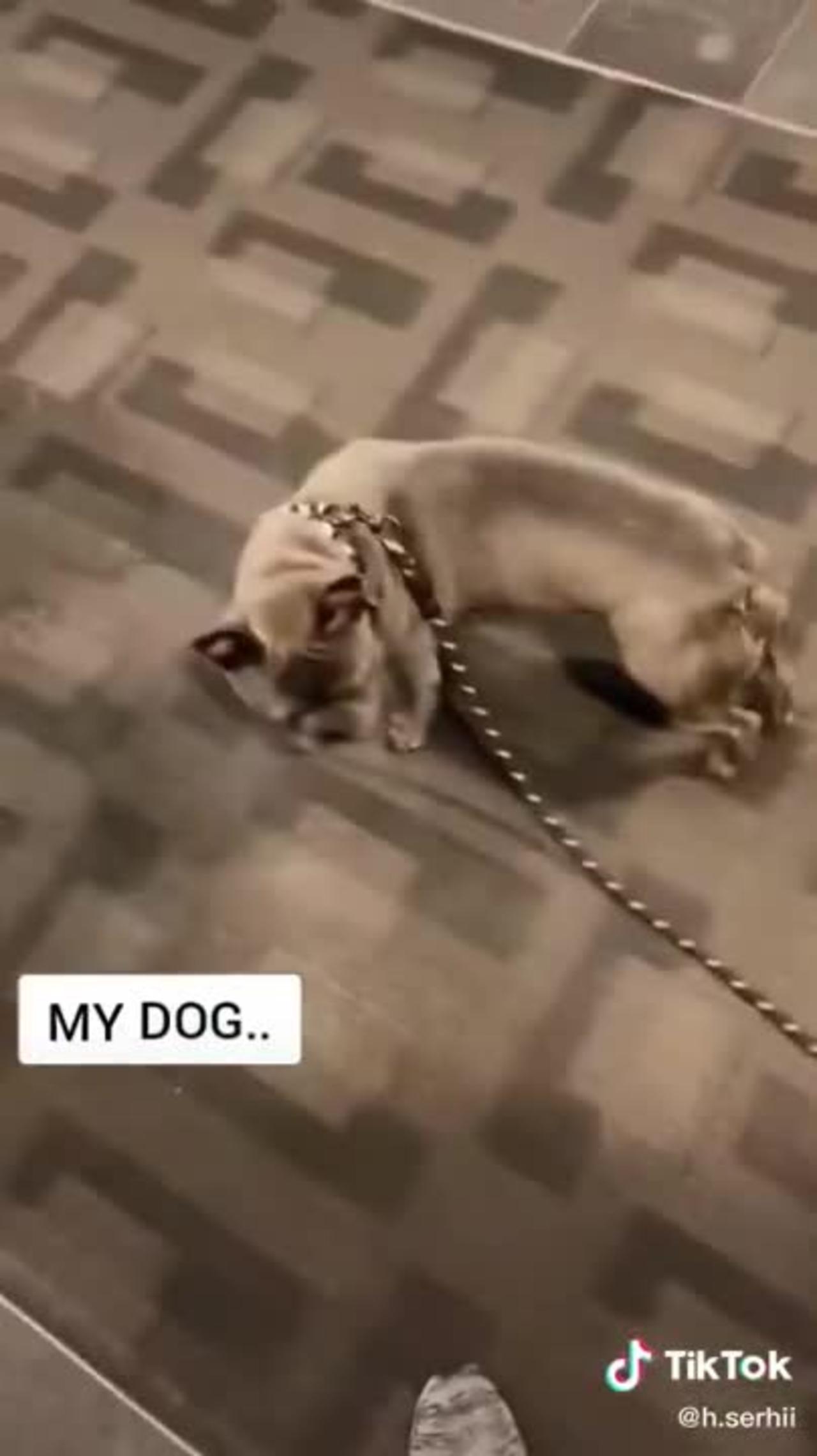 Other dog versus my dog funny video