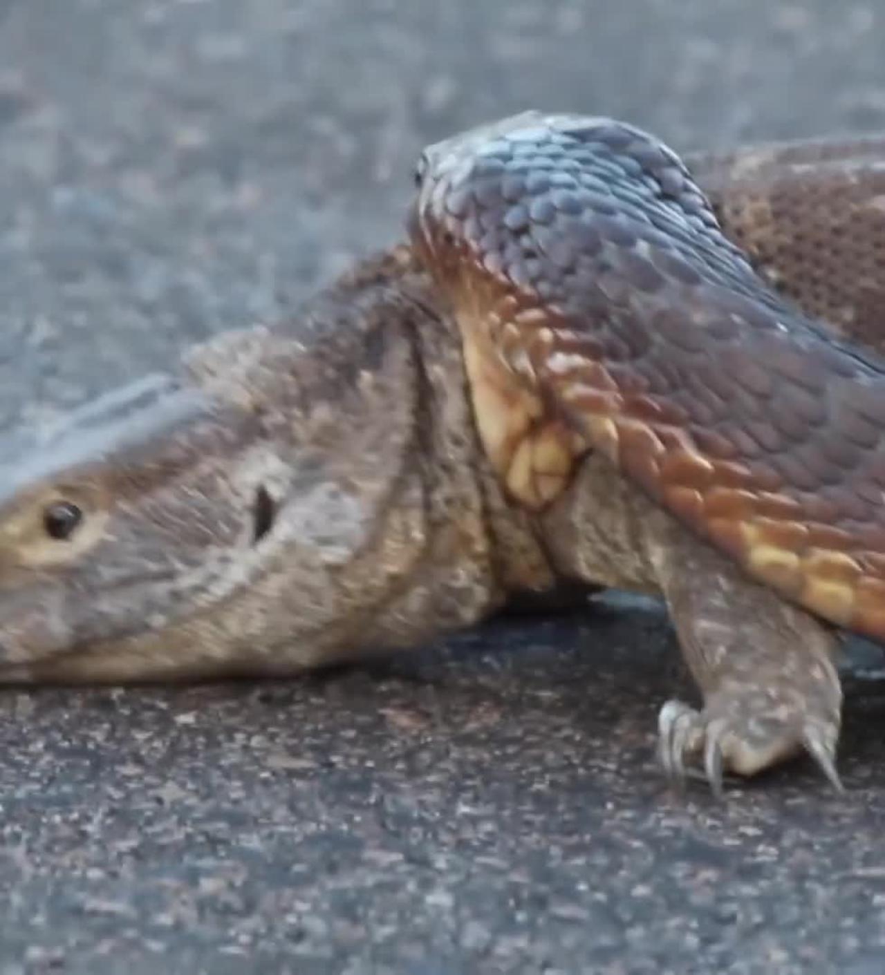 A persistent struggle of a large snake biting a large lizard.