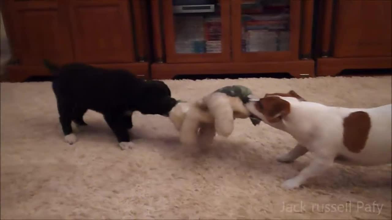 Stubborn Jack Russell Terrier