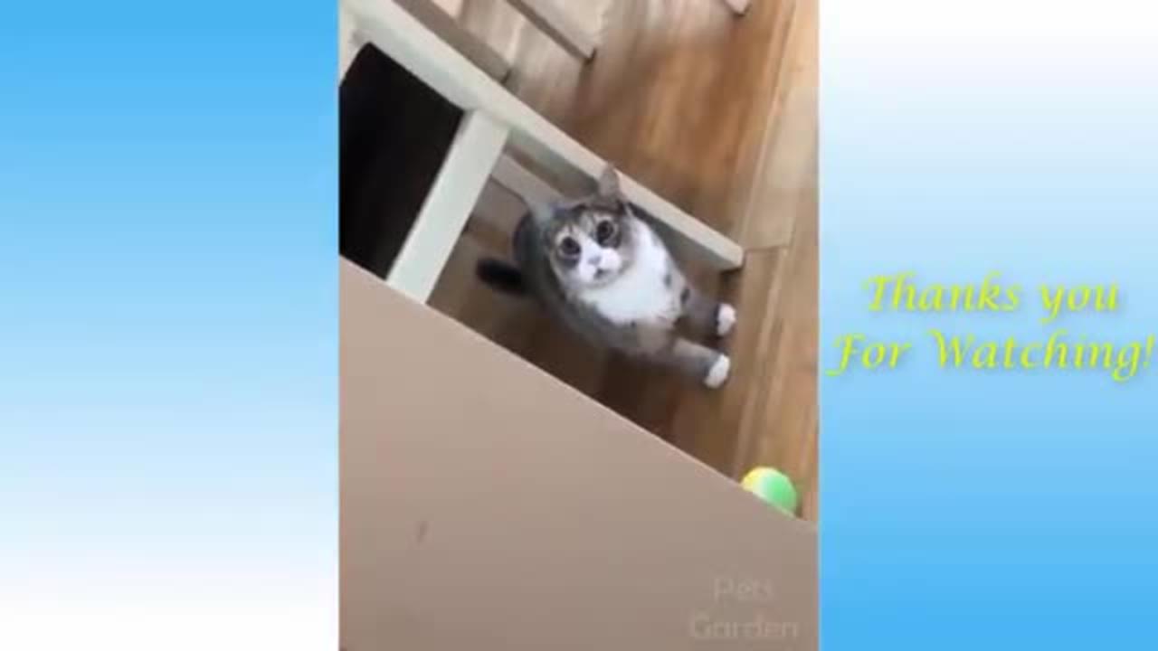 Cats and dogs funny video Try not to laugh
