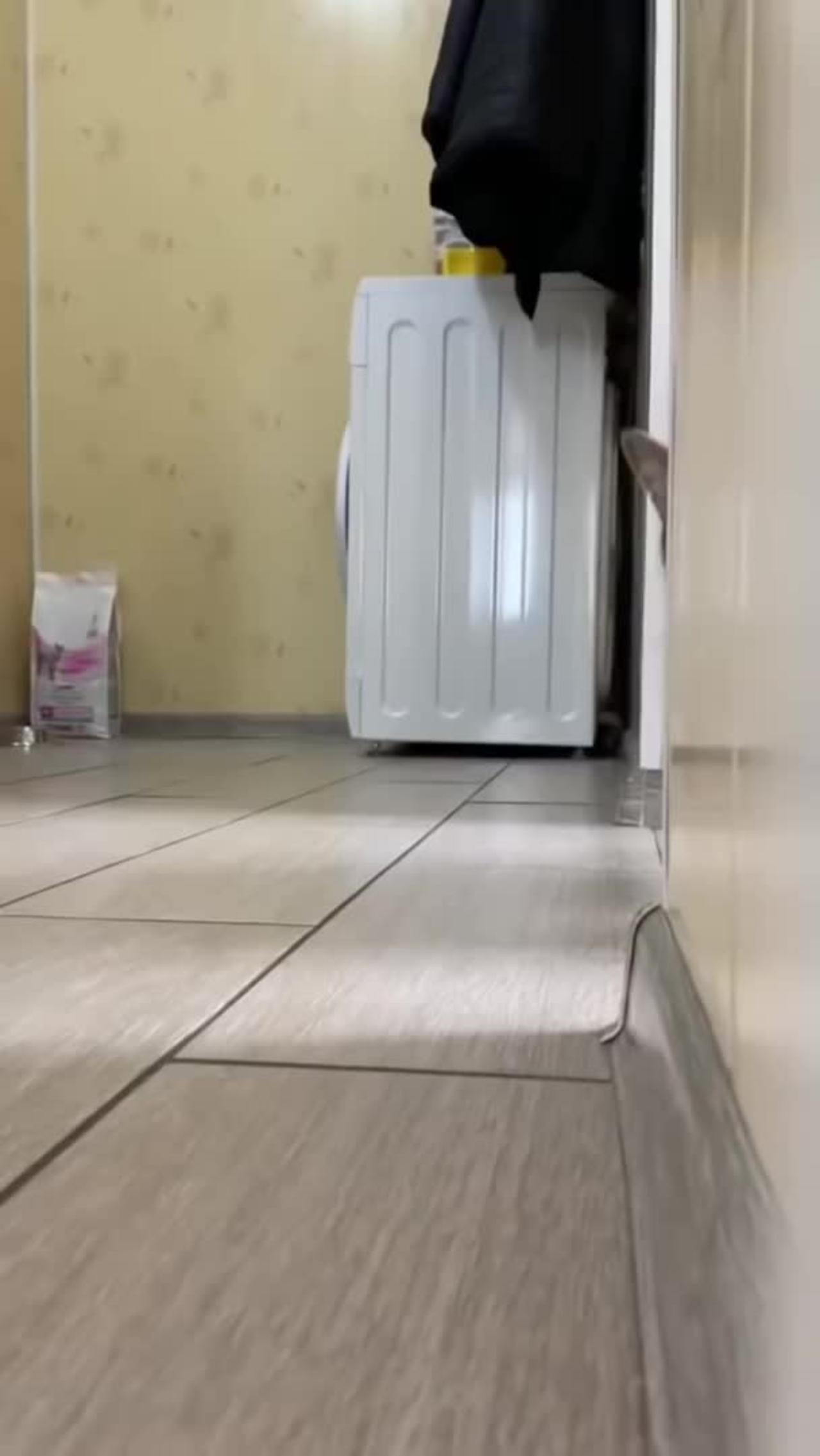 cat peeking behind the door