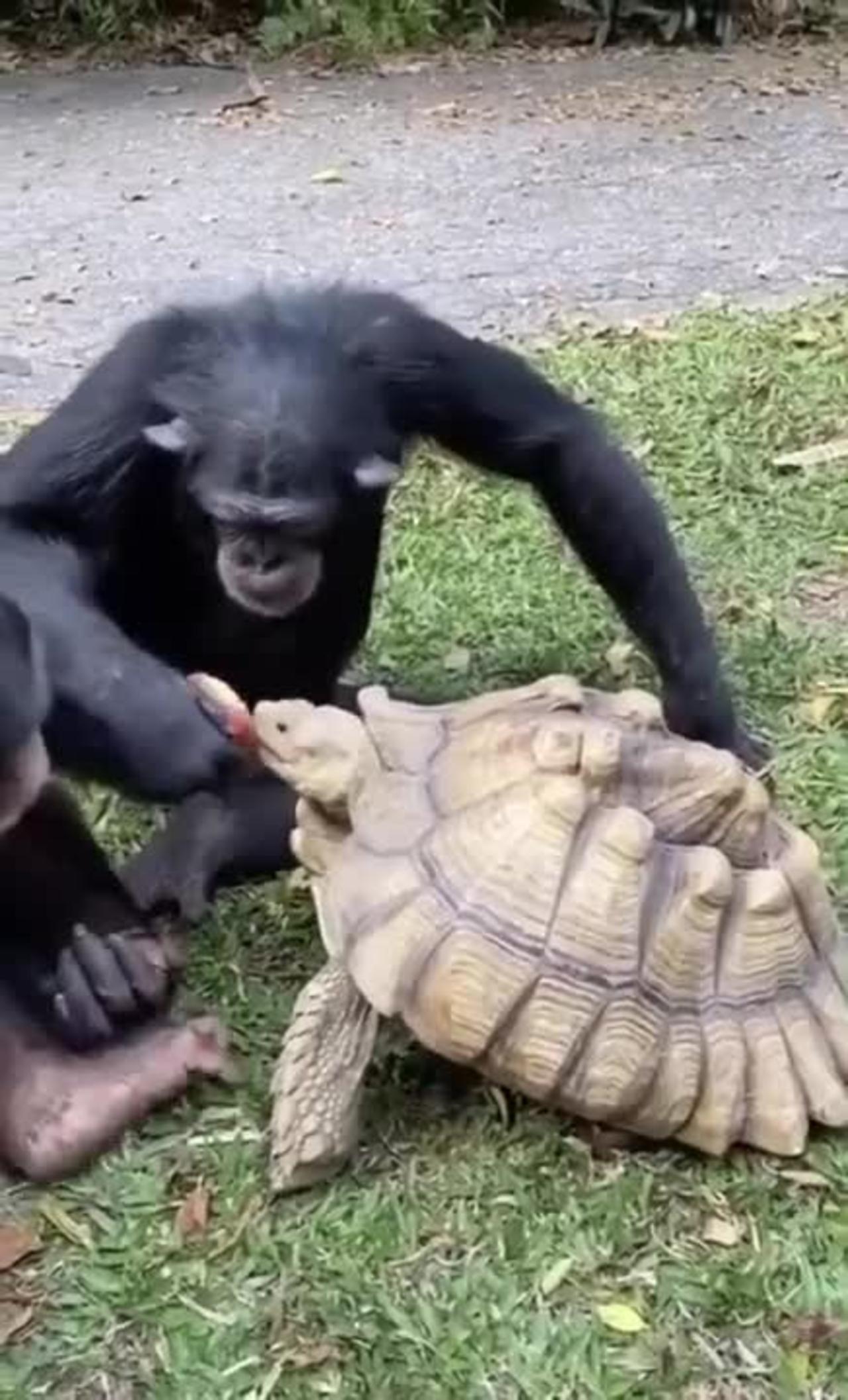 The monkey eats an apple and feeds it to a hungry big turtle.