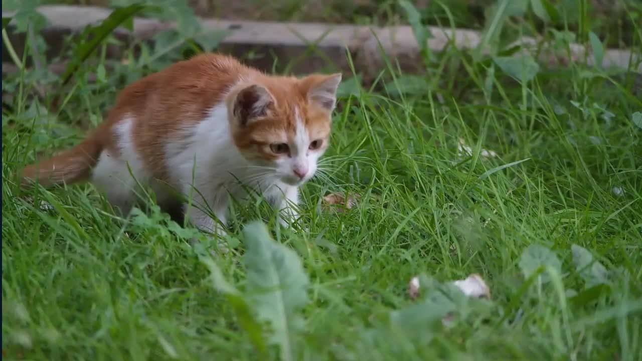Video Compilation of Cute Kitten #2 _ Kompilasi Video Anak Kucing Lucu #2.