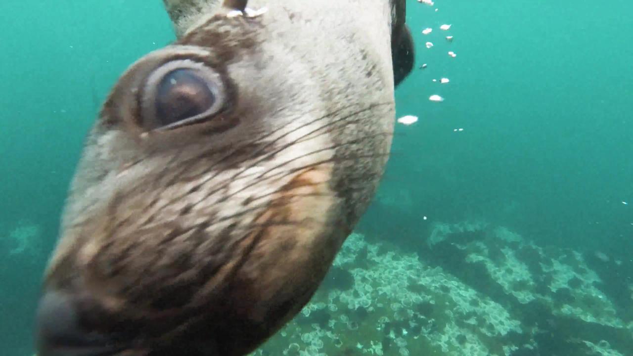 Close up view of sea lion swimming underwater