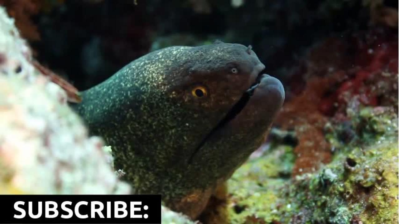 Head of Eel Popping Out of Coral