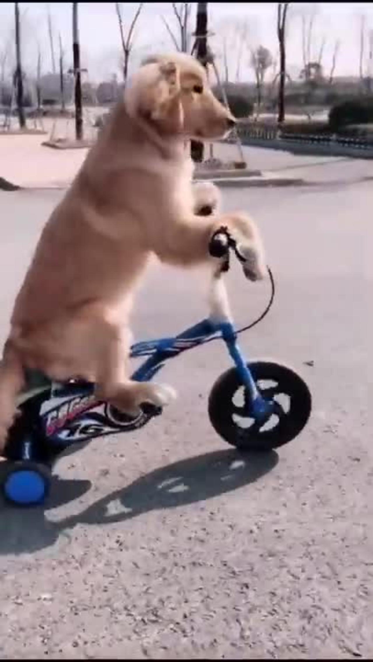 Cute dog riding a bicycle - Best Animal Reaction and Moments