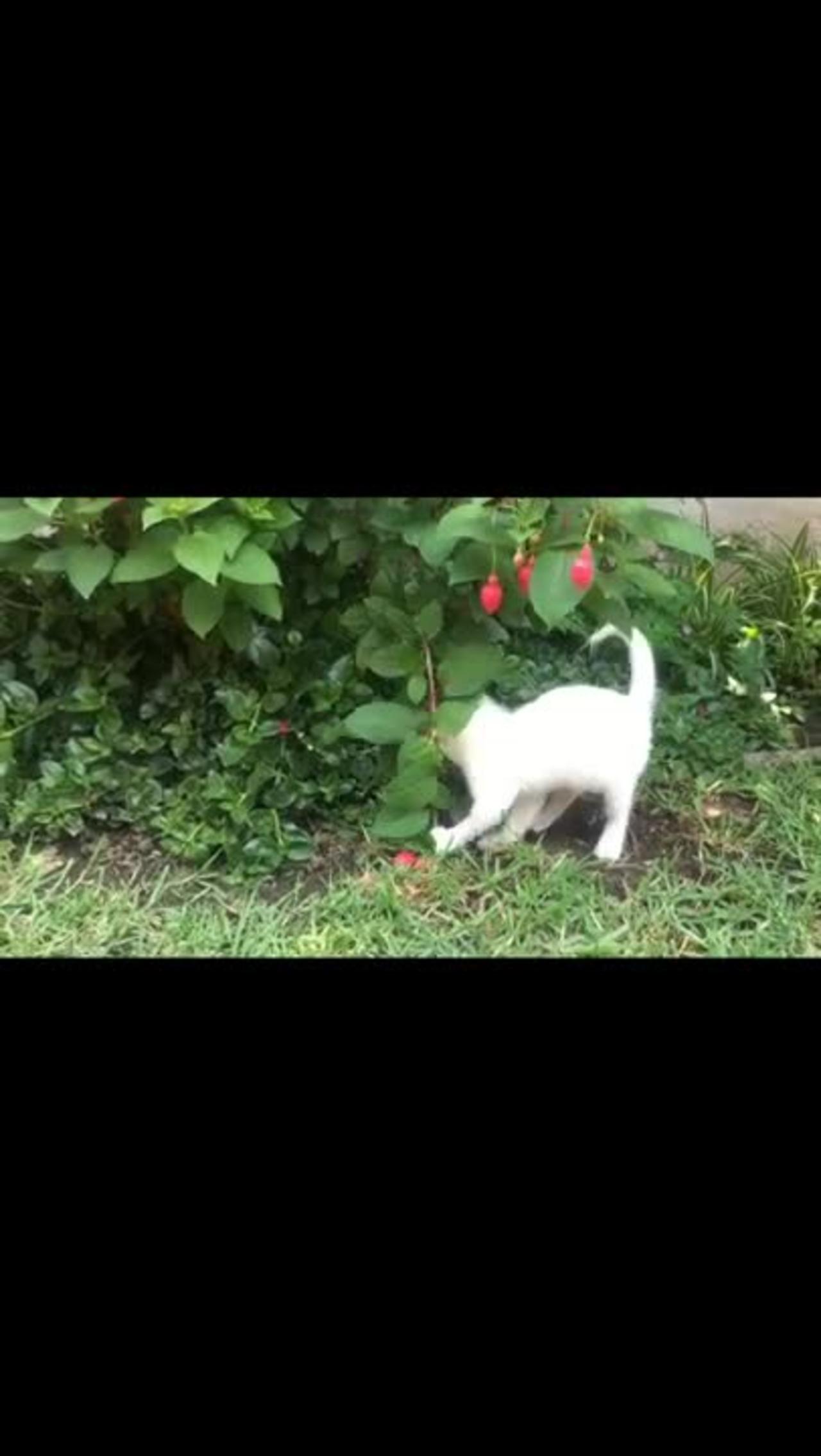 white cat play video