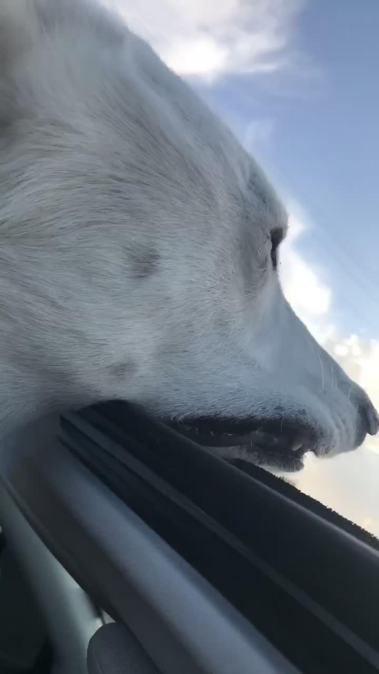 Husky Car Ride