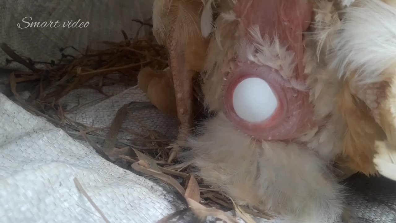 chicken laying an egg