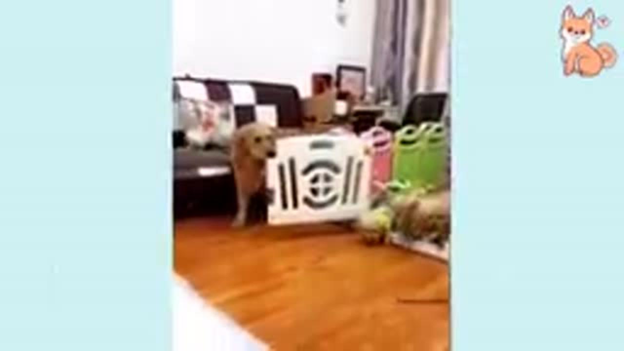 Funny dog 🐕 video