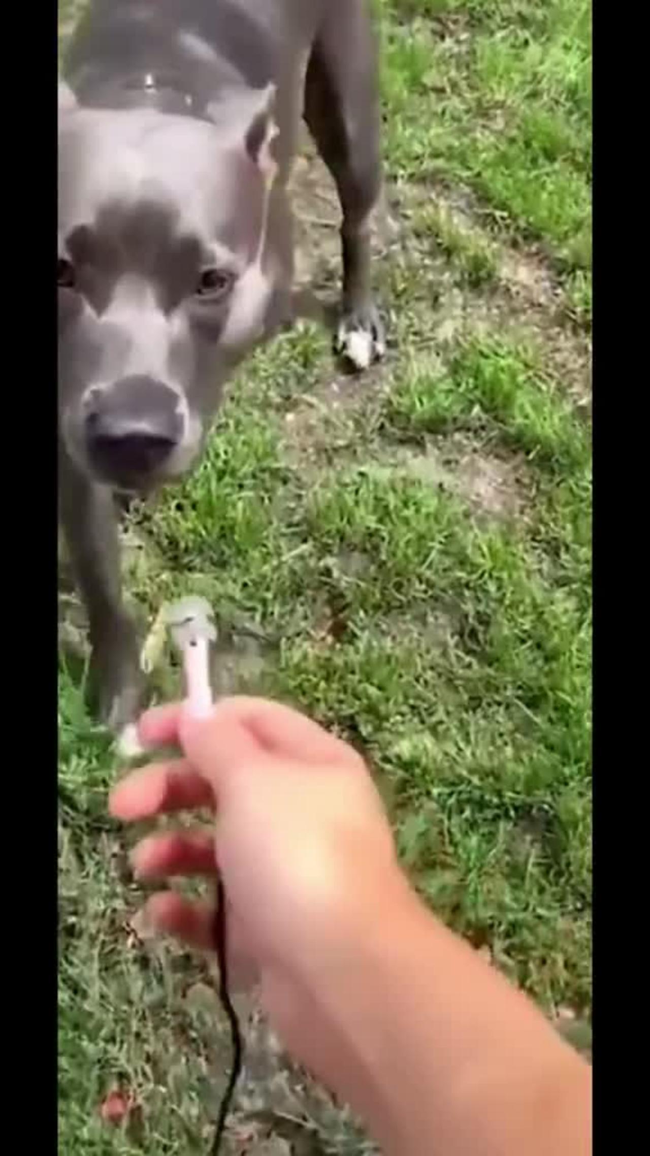 Funny videos of animals part 134