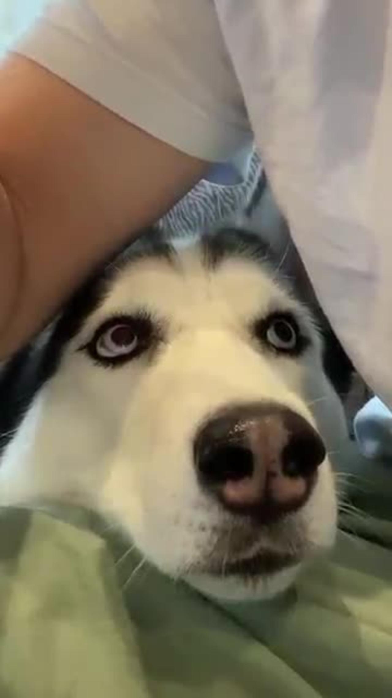 A Husky Gives Funny Reaction To Its Owner When Eating