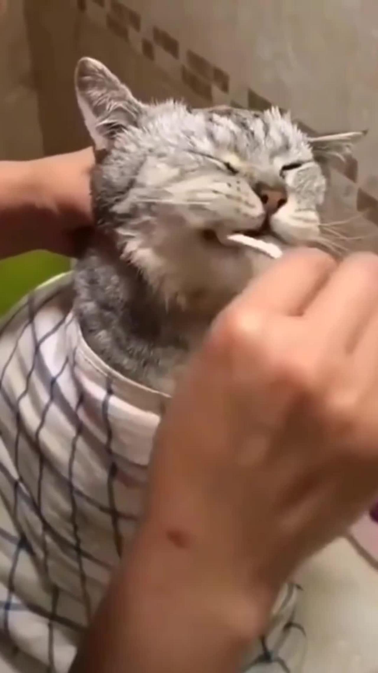 Cute Cat Clean Teeth With ToothBrush