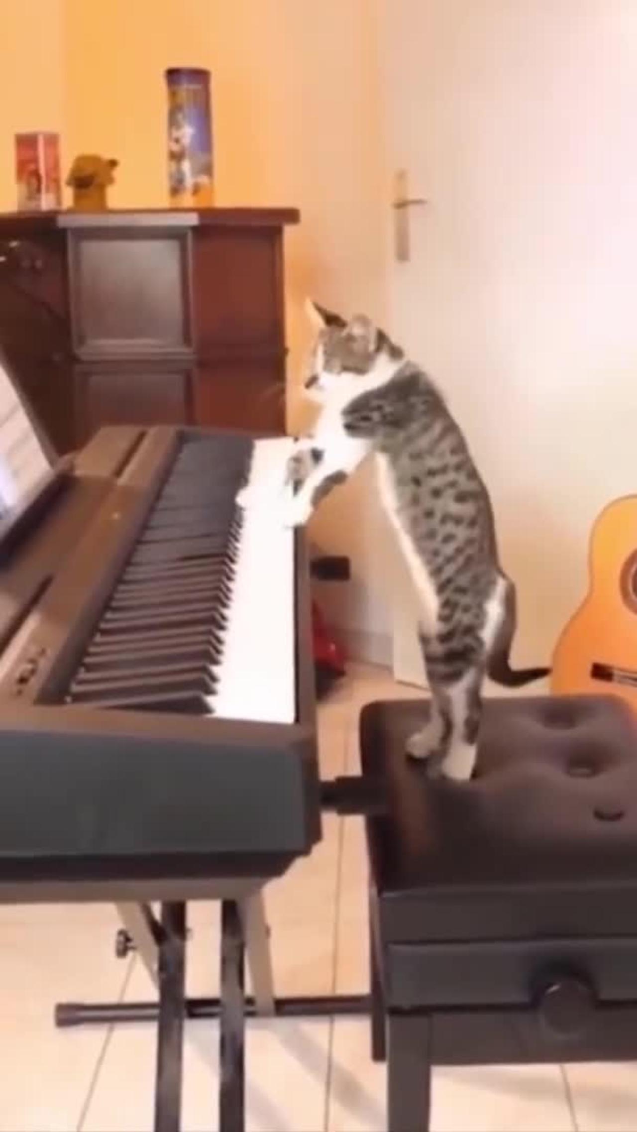 Sweet Cat Playing Piano I  Cute cat Playing Piano