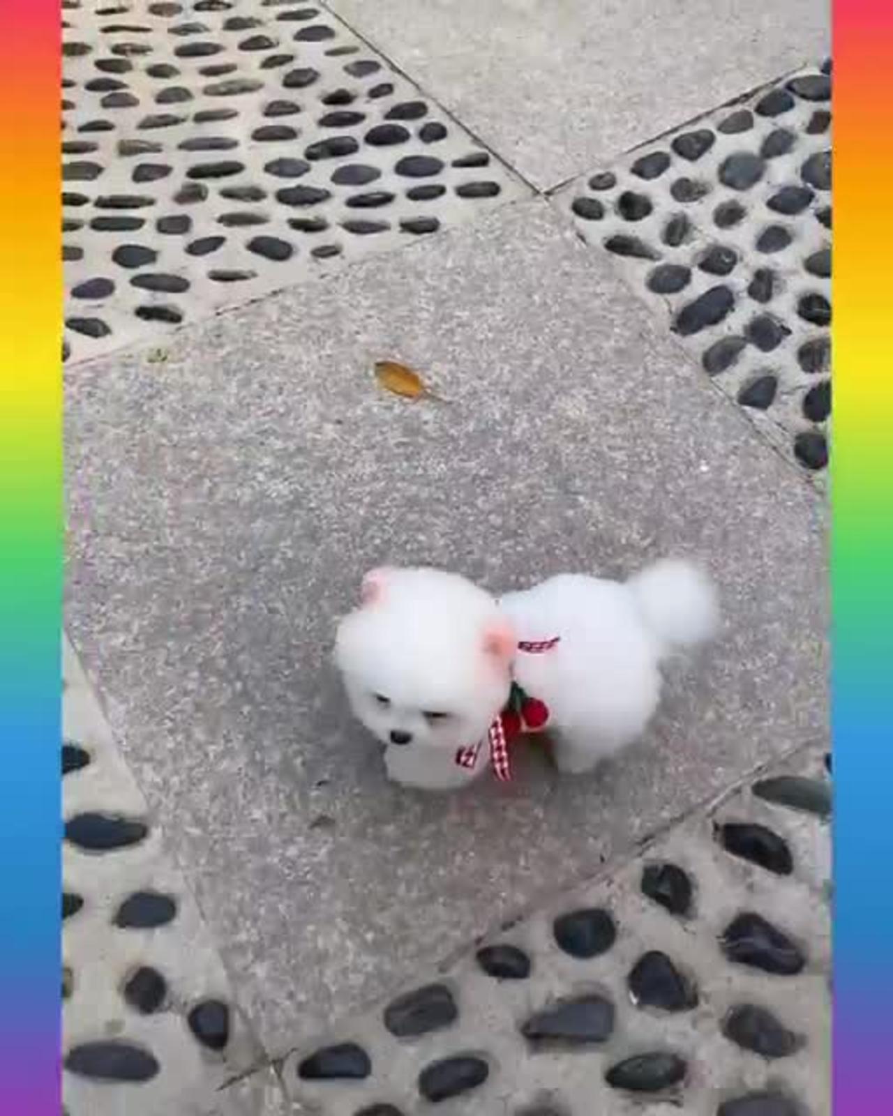 Cute little 🐶 dog video