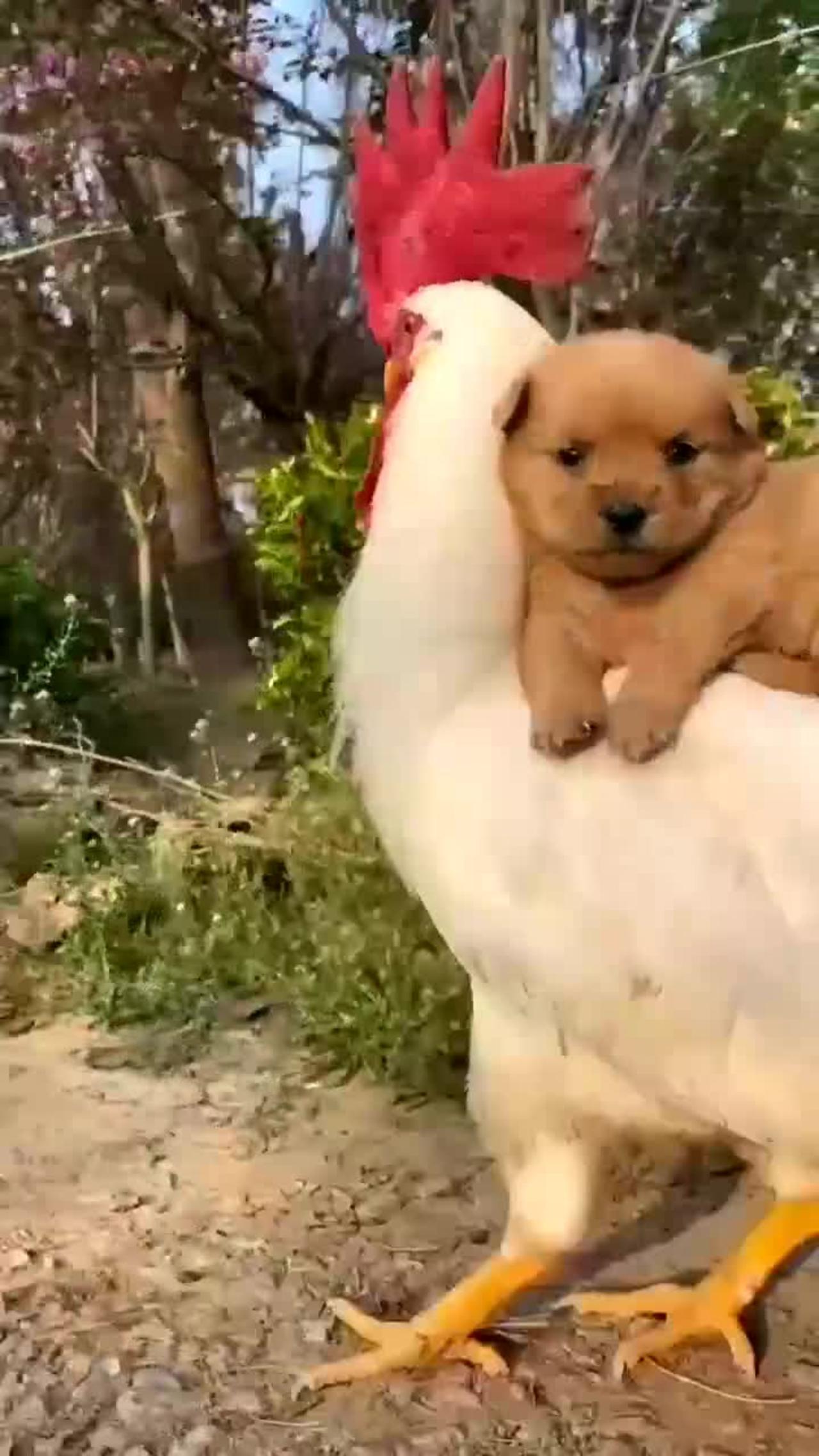 Hen and dog