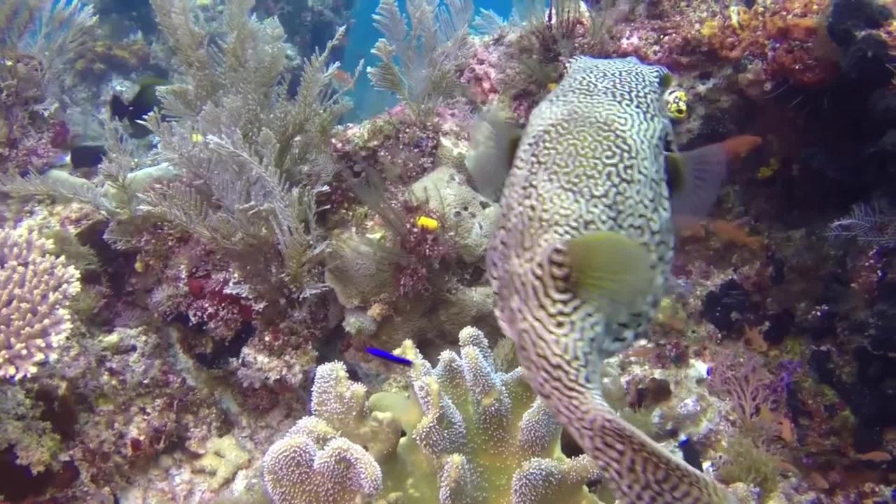 Amazing Videos of Underwater Animals and Treasures in Raja Ampat