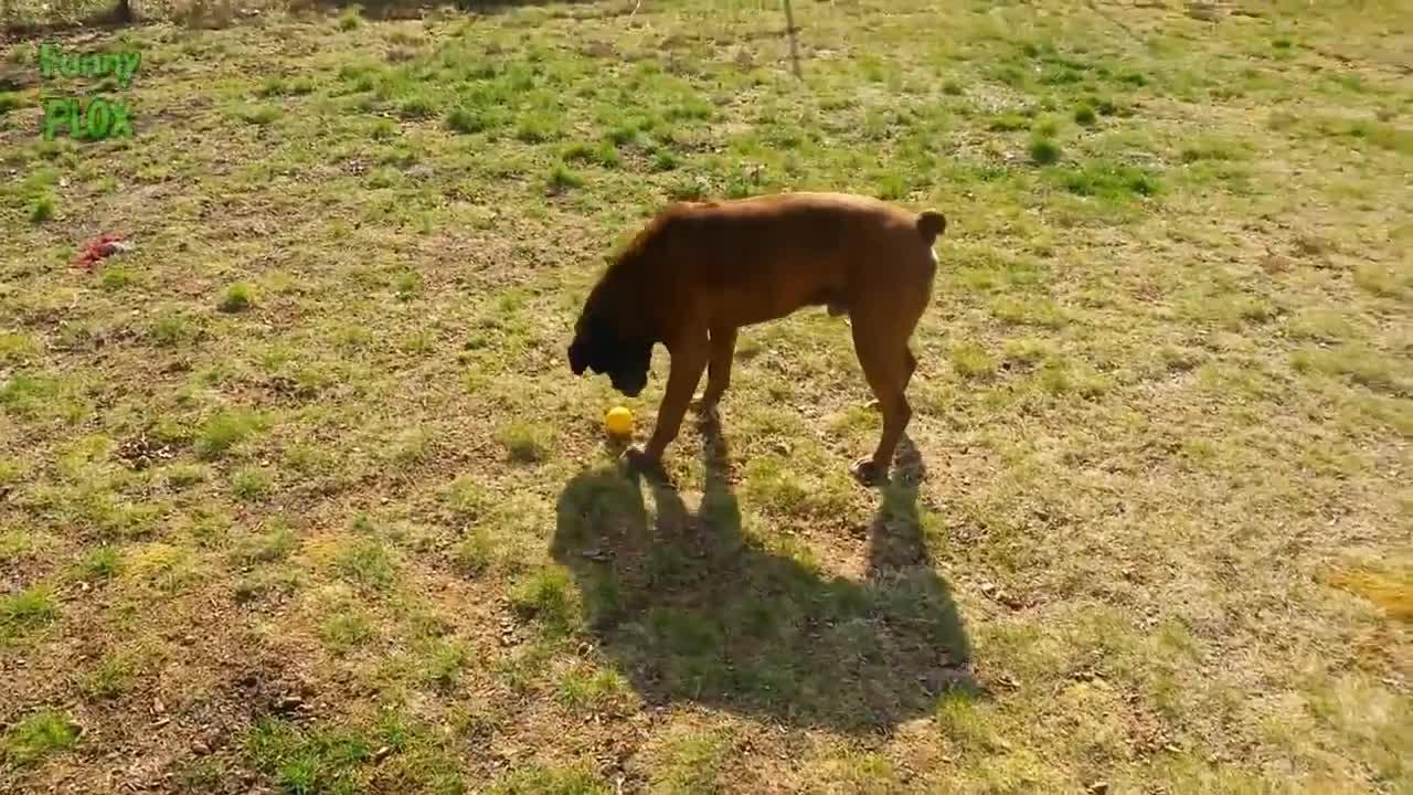Funny Dogs vs Lemons - Funny Dog Videos