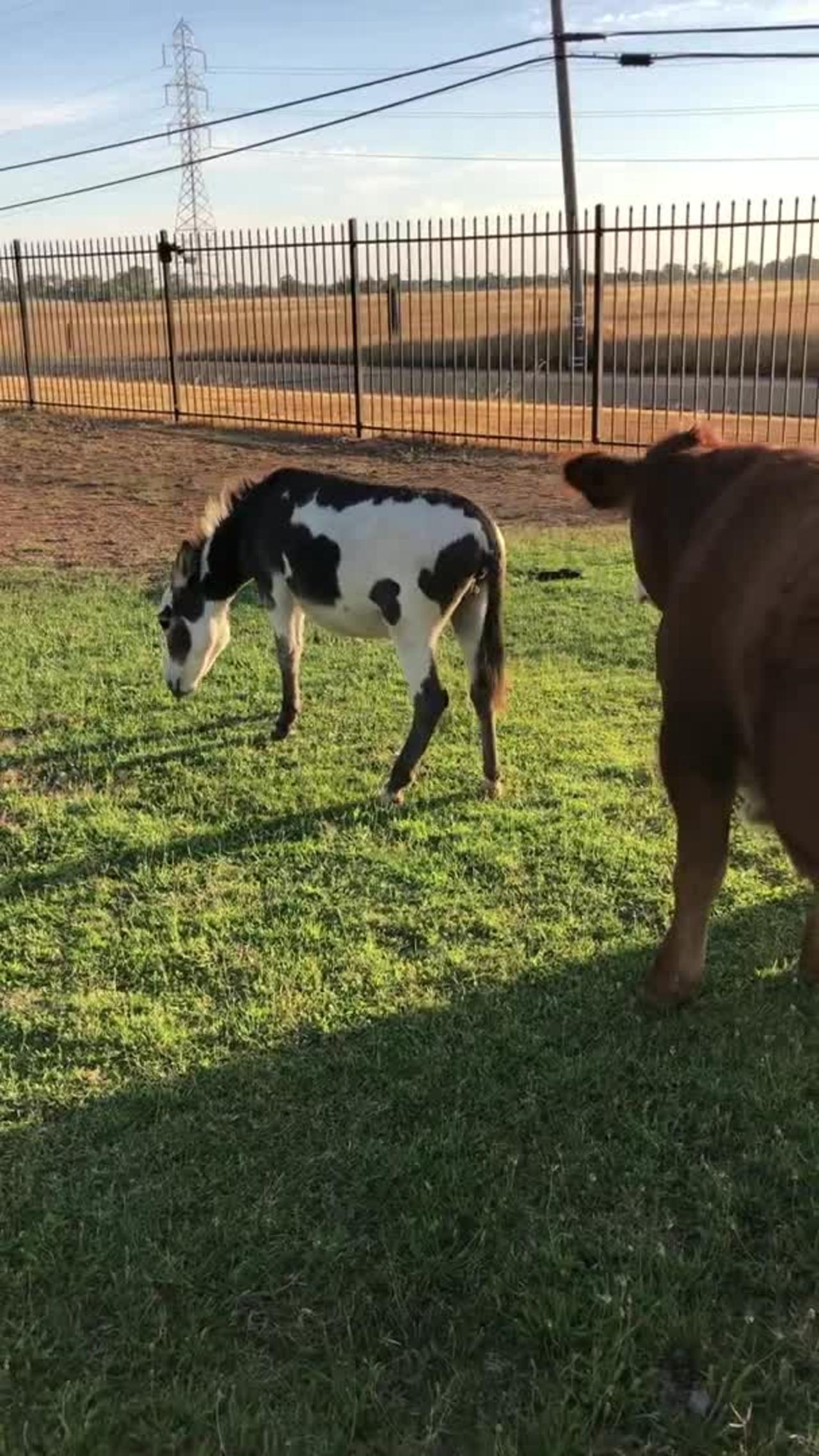 Mini Donkey Defends Cat by Kicking Cow Away When It Made Her Uncomfortable