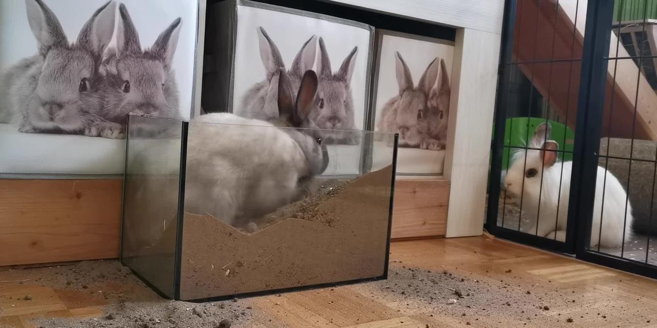 rabbit-digging