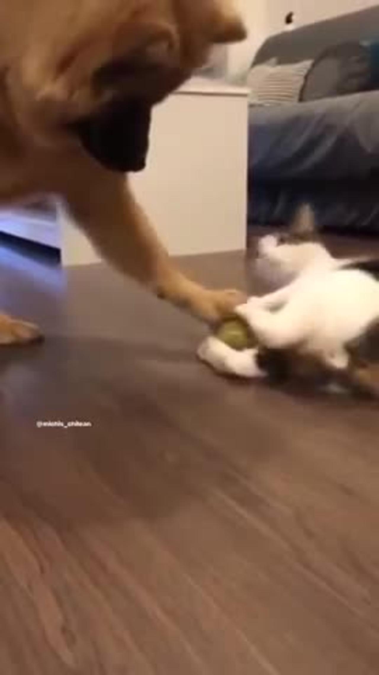 Cat defends his ball against dog
