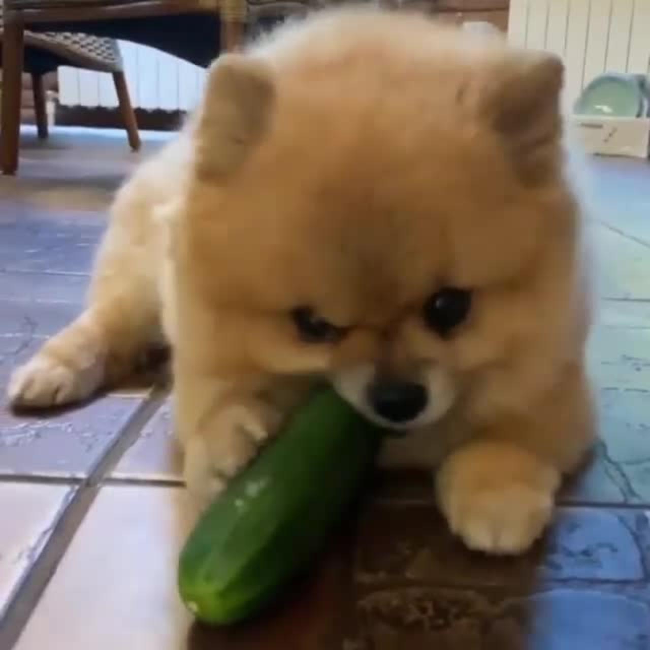 Puppy eating cucumber reaction