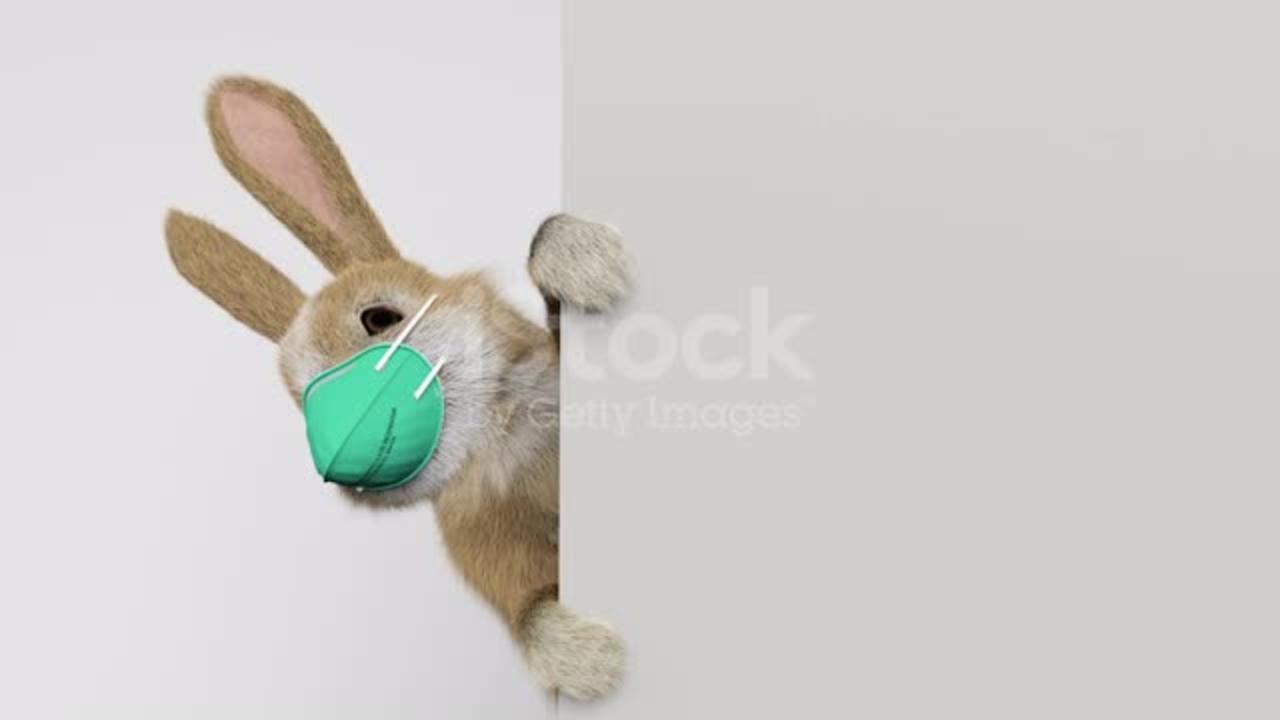 Baby rabbit peeking behind a wall or a banner with a surgical mask 🔥