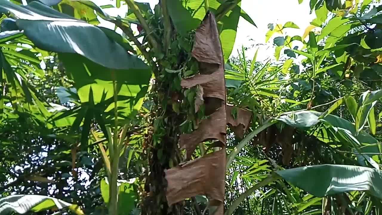banana tree in the middle of the forest