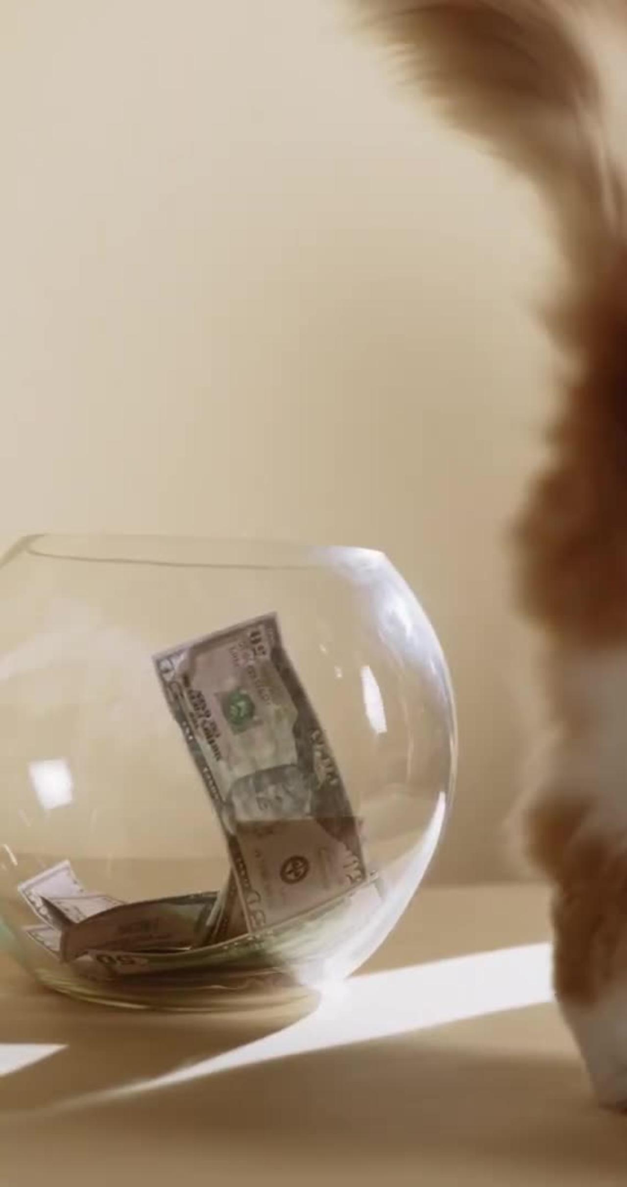 Cat 🐈😺 sit into the money pot 😂😂