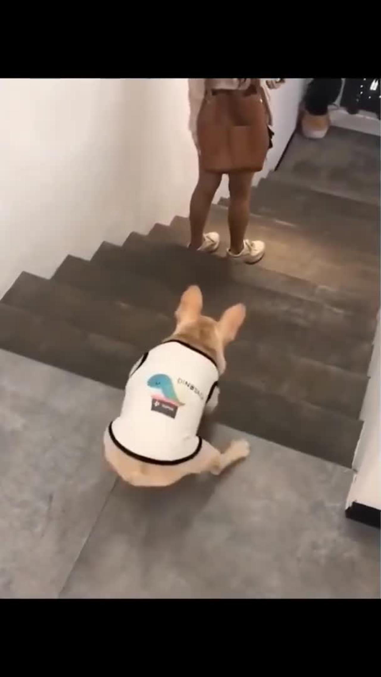 Funny dog walking down the steps 🤣🤣🤣