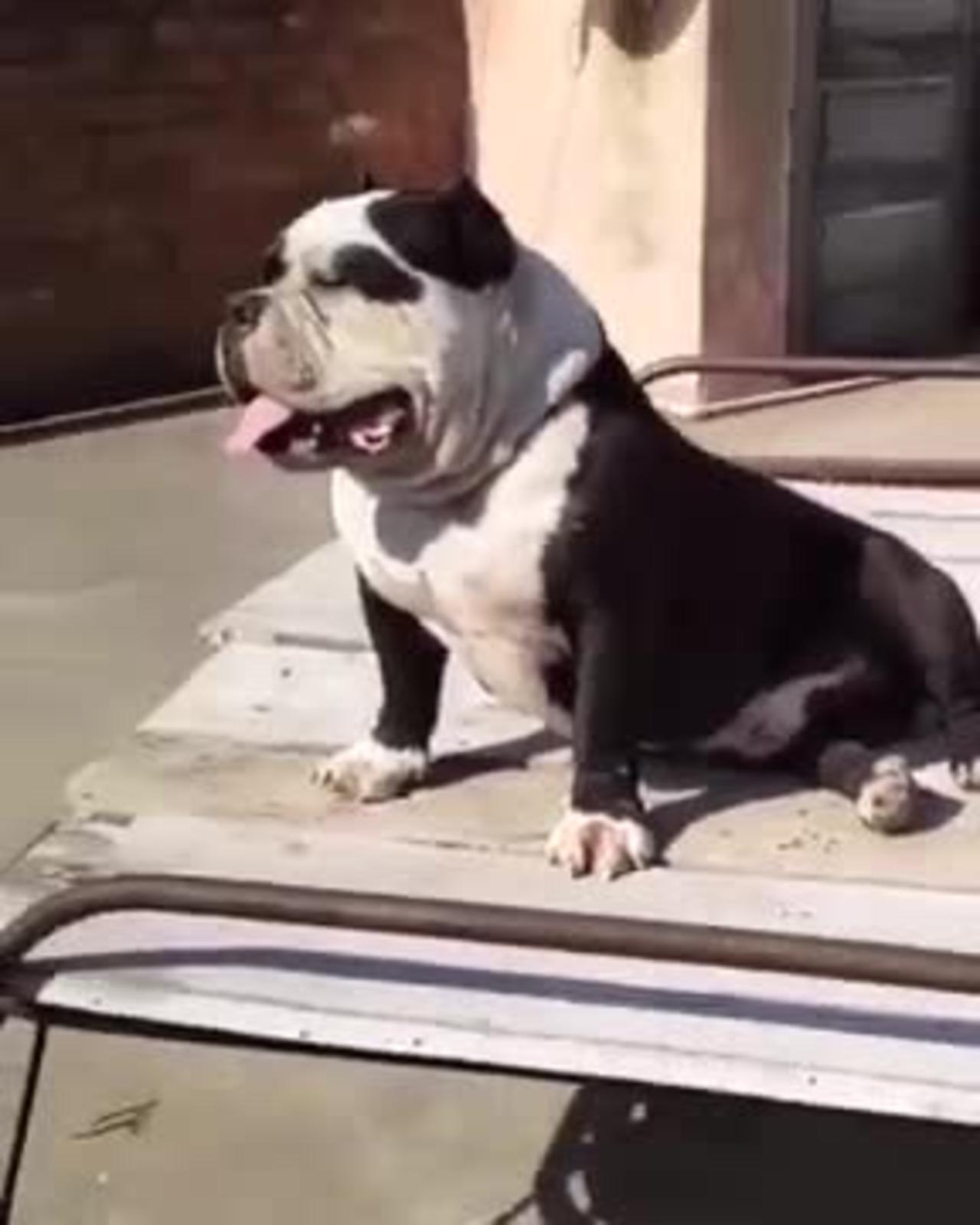 Cute 🐶 dog video