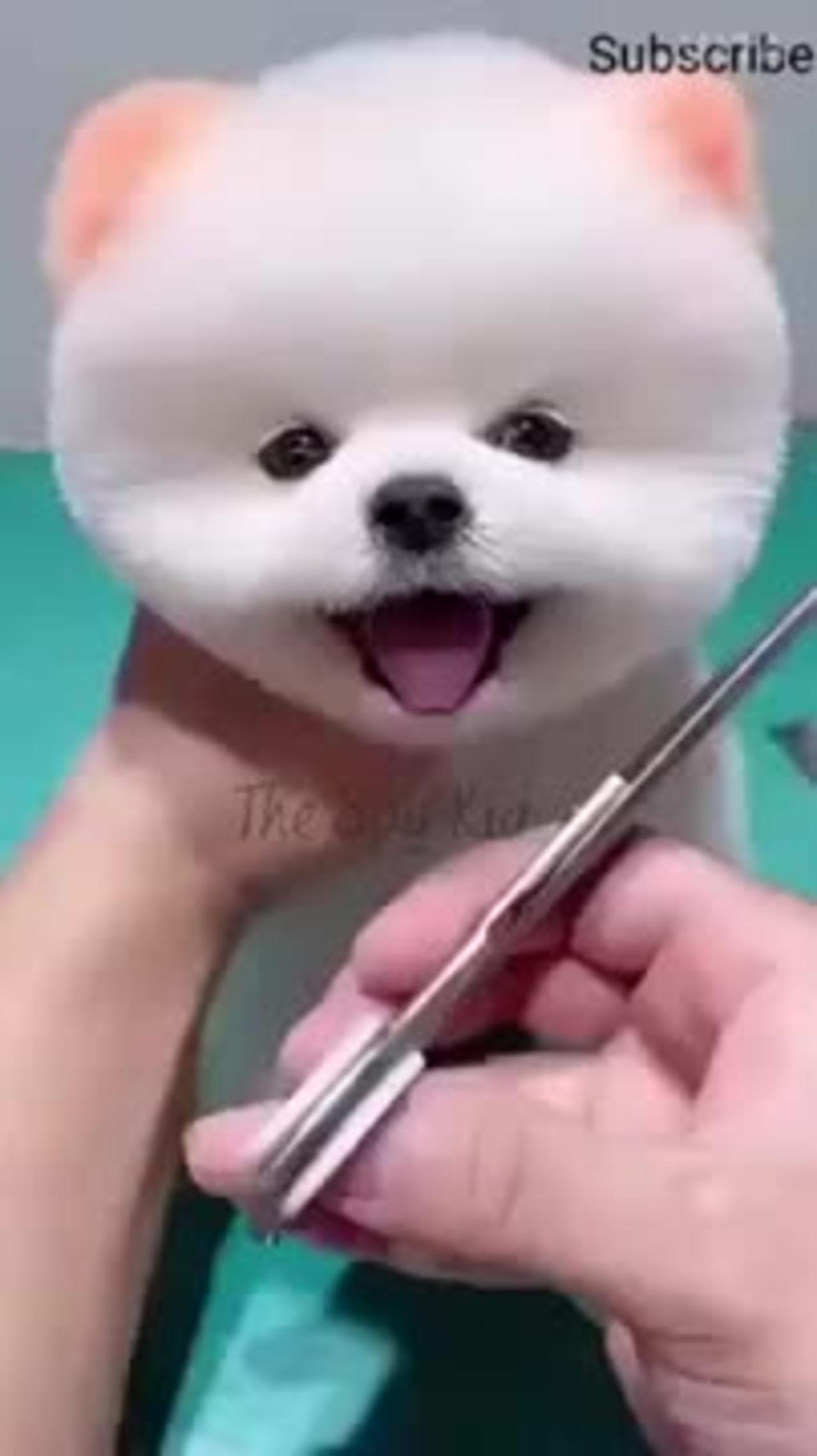 Cute puppy 🐶 dog video