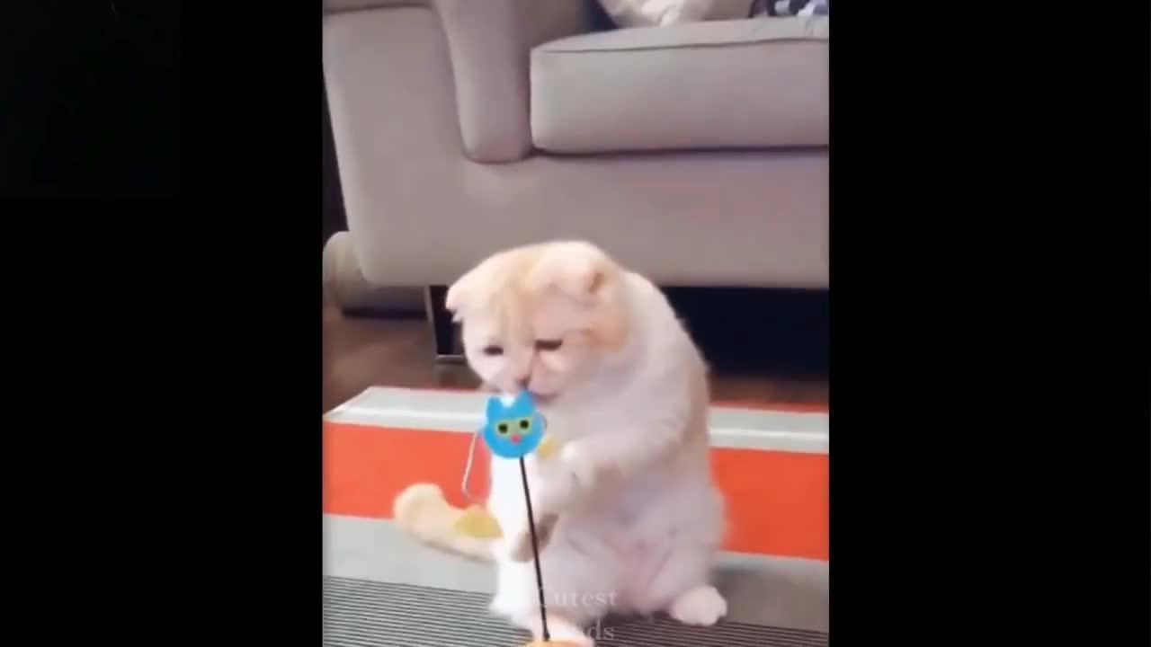 Cute And Funny Pets