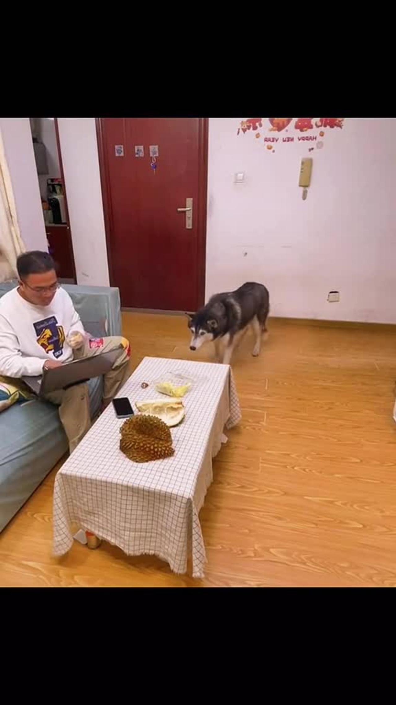 Funny Dog reaction to Durian Fruit