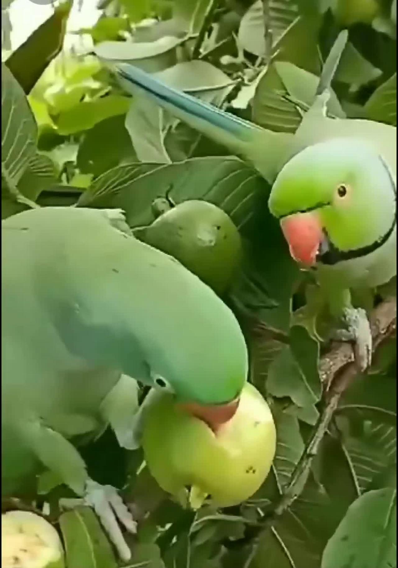 Parrots with guava fruits