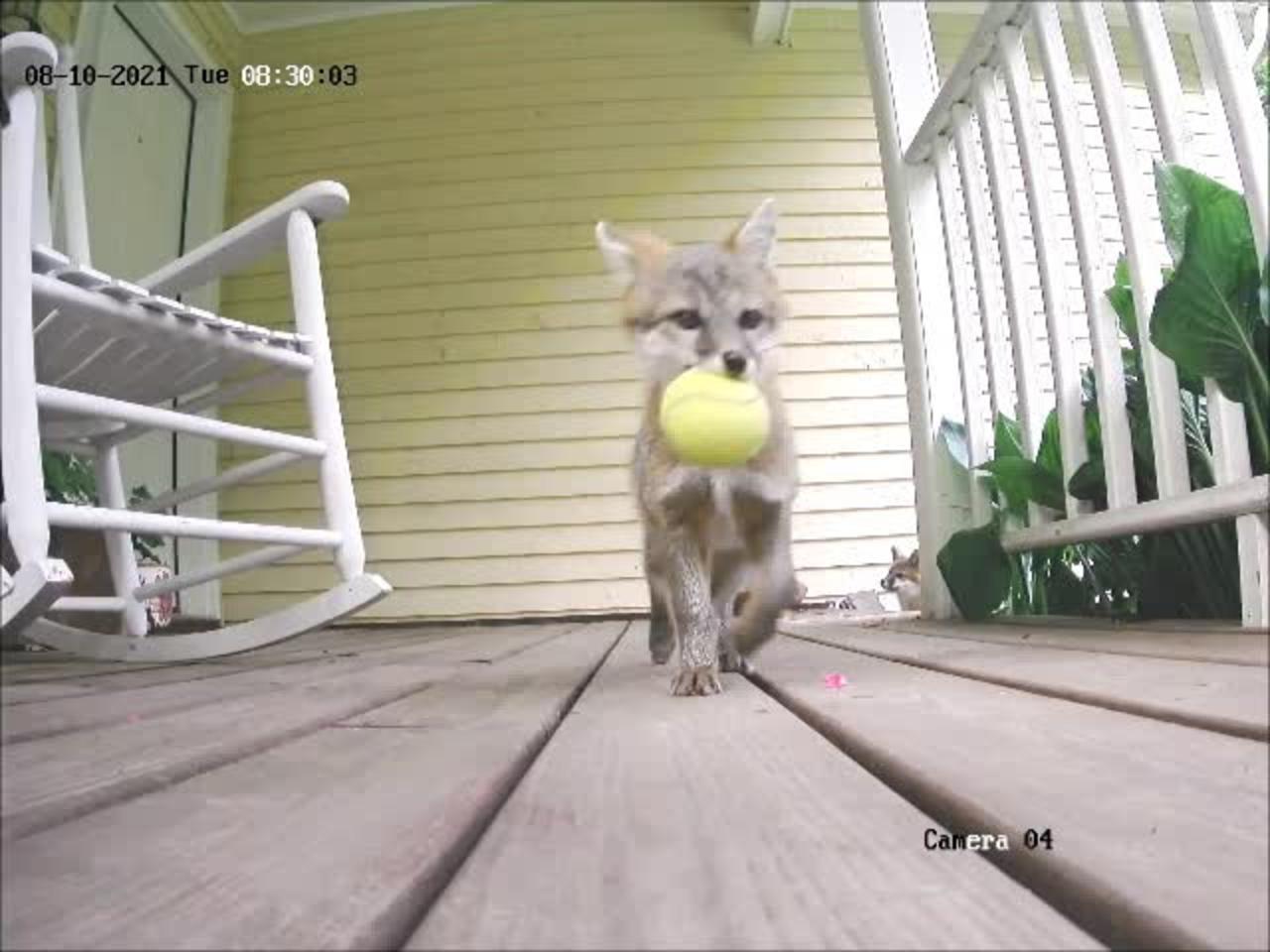Cute Fox steals a tennis ball