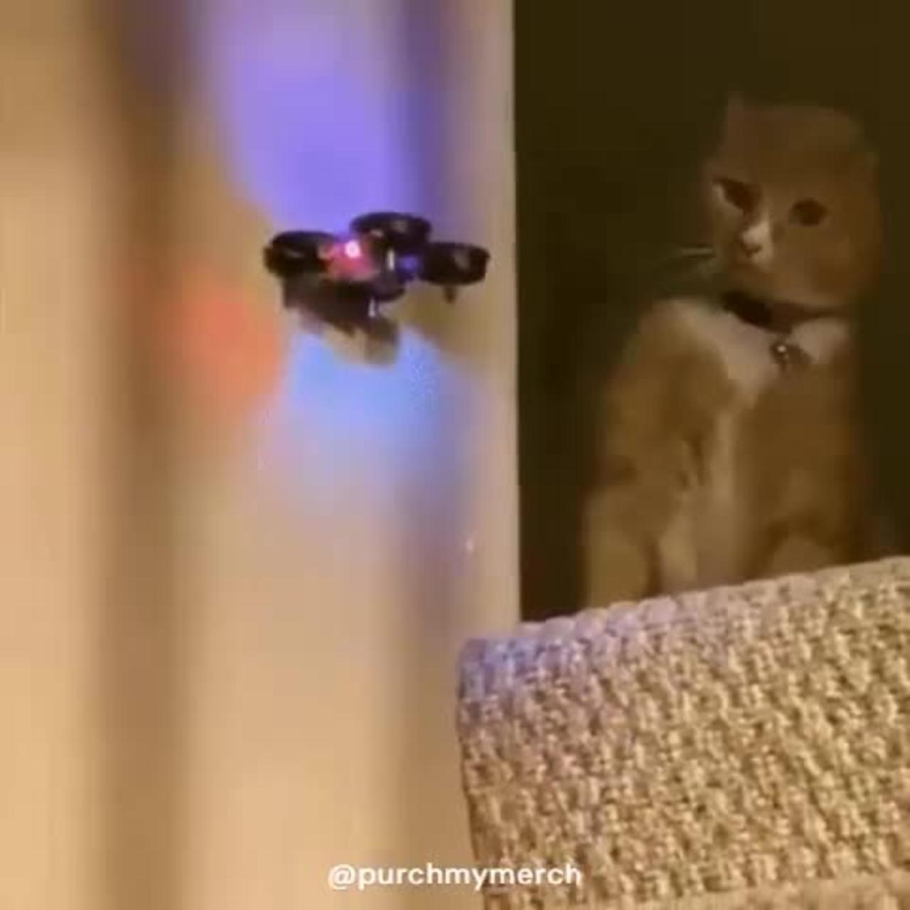 Shitpost status Cat fights a drone #shorts