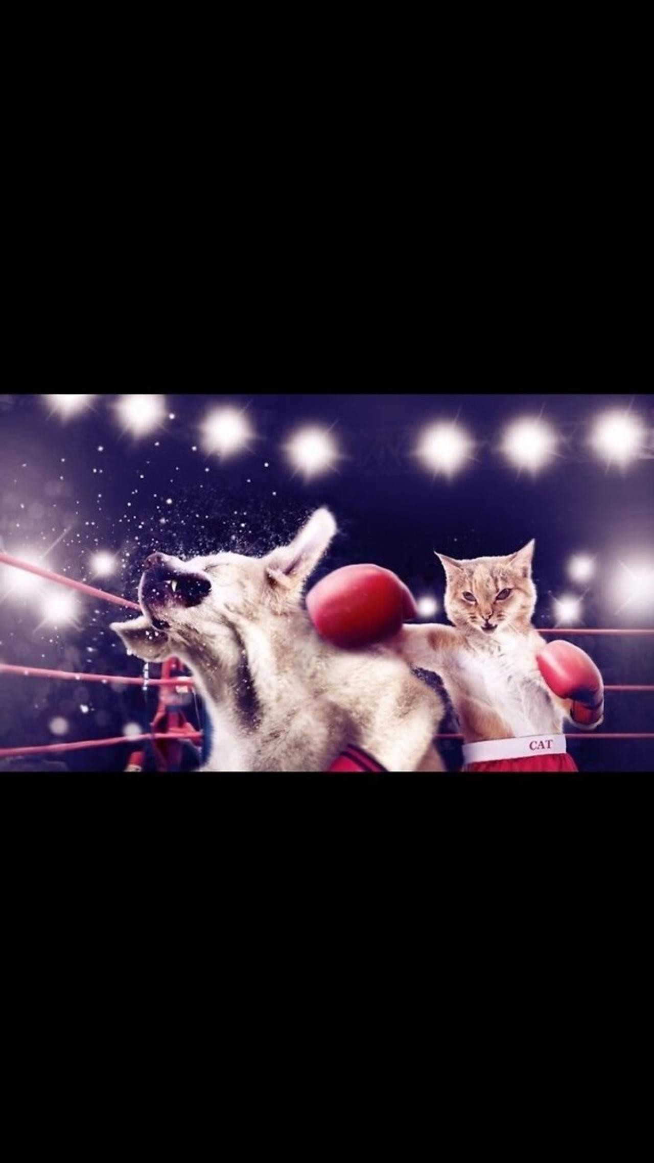 Cats and dogs fighting